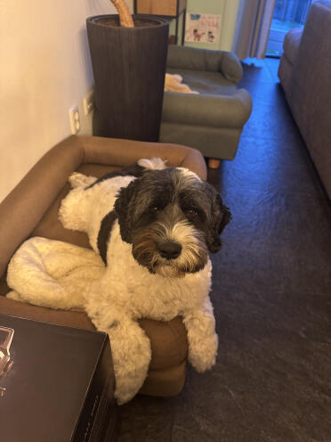 Nelson aime le lit à traversin mocca