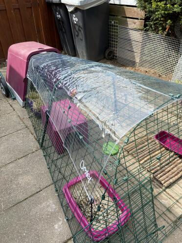 A purple Eglu Go chicken coop with a clear cover on the top.