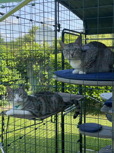 Our two took to the enclosure straight away