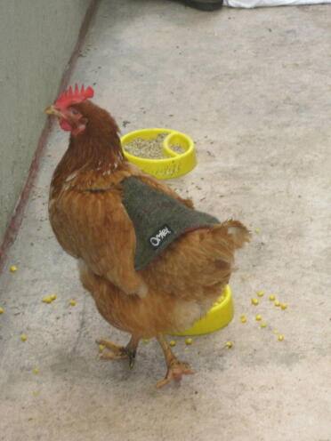 Huhn und mais
