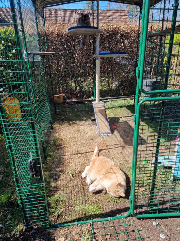 Balto and batliy inaugurate their new cattery