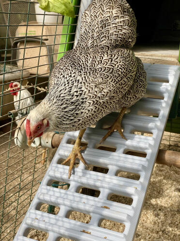 Dwarf wyandotte hen runs down the new chicken ladder 