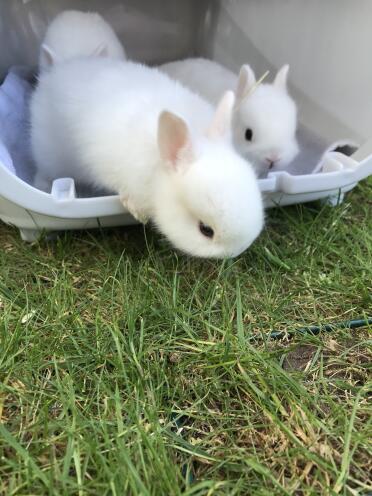 Out in the Omletpaddock for the first time♥️