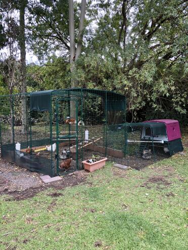 The cube has enough space for plenty of hens!