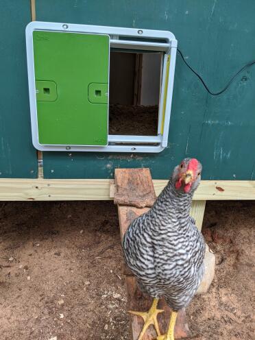 We love our automatic coop door. Thanks Omlet folks.