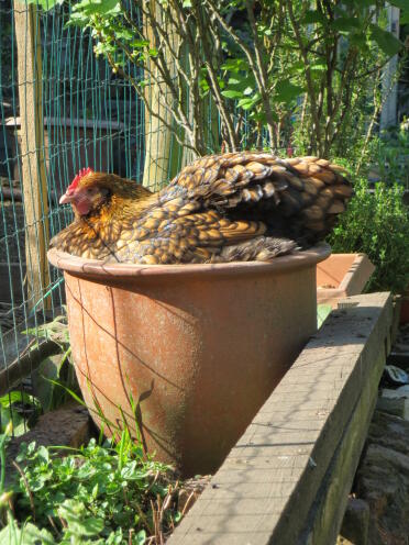 Chickens are great pets