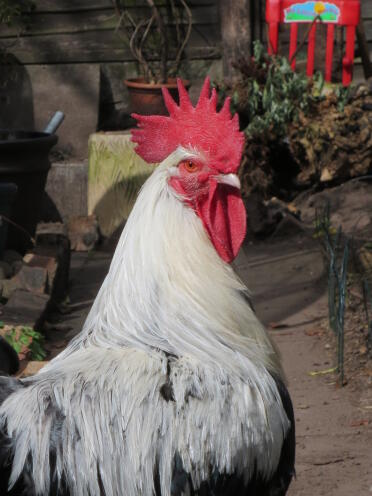 Chickens are great pets