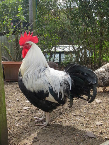 Chickens are great pets
