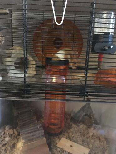 Coco ama esplorare la sua nuova casa. 
