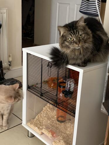 Hamster cage doubling up as cat bed