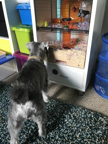 Ich kann bestätigen, dass dieser fantastische käfig hundesicher ist ❤️.