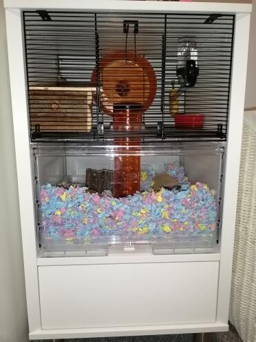 My two gerbils love this ????