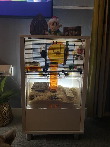 Betty the hamster's home