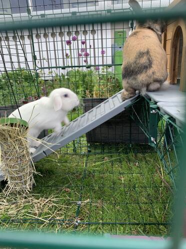 A fun activity for your rabbits