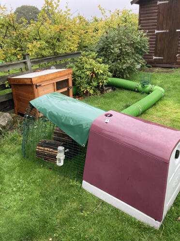 For our two guinea pigs :)