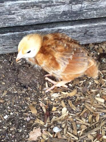 A little braham chicken