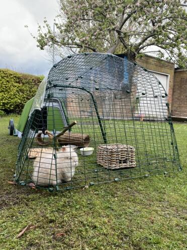 Bunnies! 