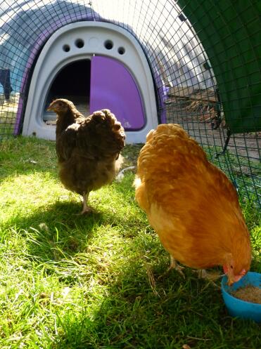 Orpington bantams in ihrem neuen zuhause