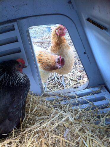 Betty und marGo sehen zu, wie die kleine lucy ihr allererstes ei legt!