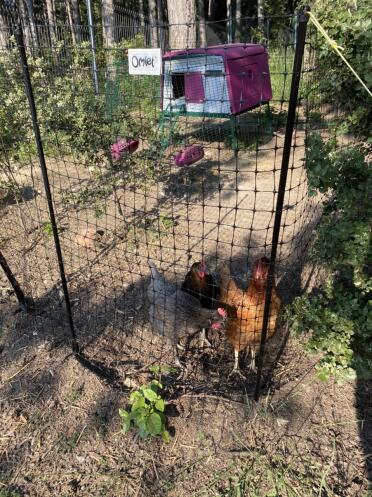 The chickens' paradise 