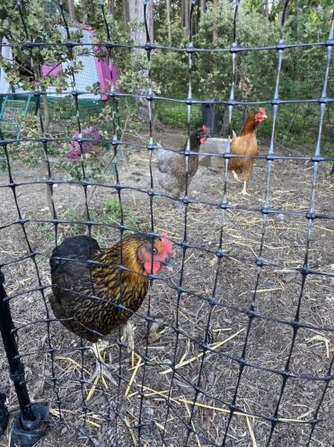 The pullets waiting for the opening 