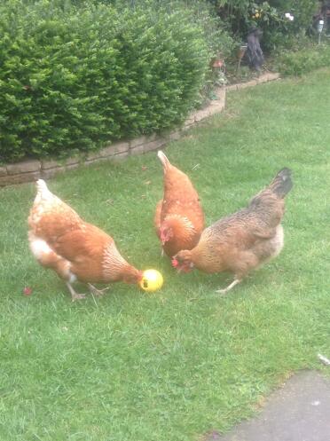 Ginger, rusty & nugget alle Got den dreh raus bei diesem spiel!