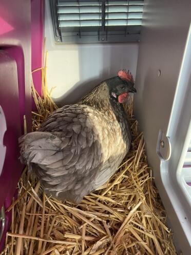 Egg!