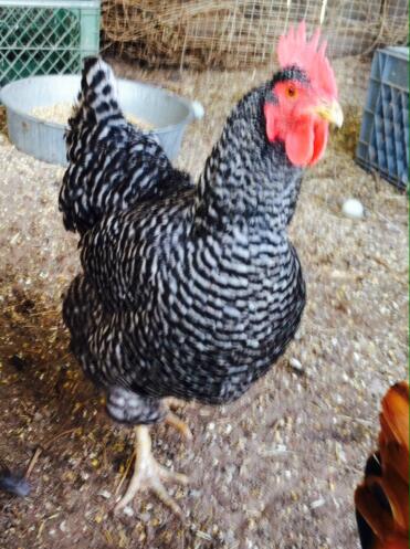 Barred Rock wird in Yuma, AZ, stark