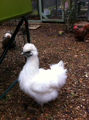 Großes Geflügel Silkie