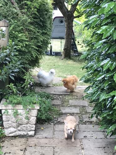 When your dog is smaller than your chicken...