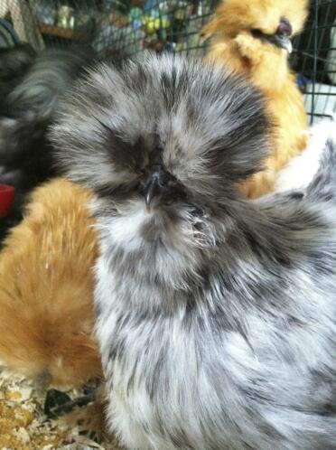 Close up of chicken