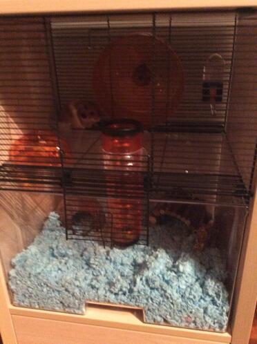 Glücklicher hamster