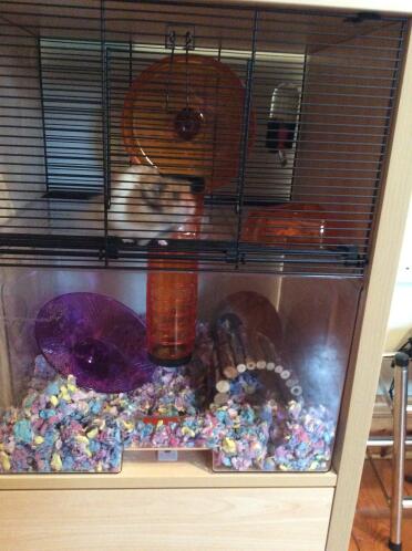 Wirklich leicht zu reinigen und viel platz, um alle hamsterkram darin zu verstauen.