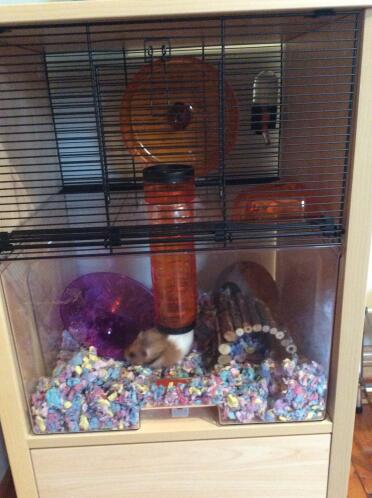 Besonders saugfähige und geruchshemmende einstreu für den hamster