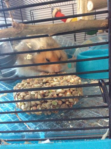 Teddy loves his new treat! 