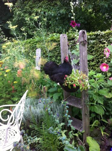 Huhn in einer blumenampel