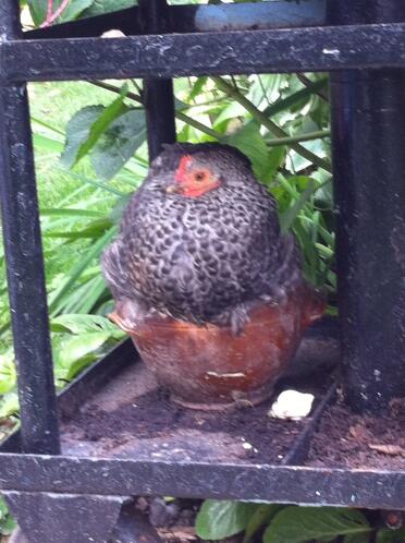 Pekin