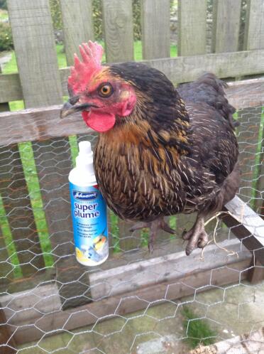 Kevin das Miss pepperpot huhn liebt es