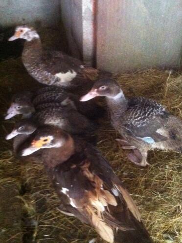 Ducks are great pets