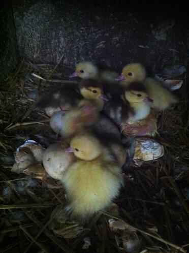 Schokoladen-Muscovy-Entenküken