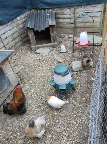 My babies love the Omlet feeder and water stand😘😘😘😘😘