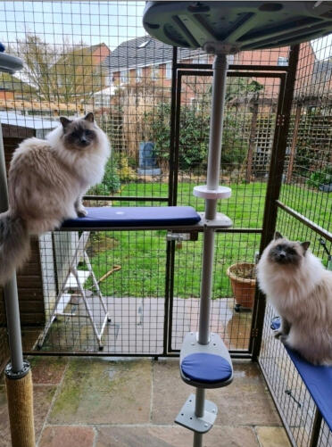 Jasper and archie living the dream