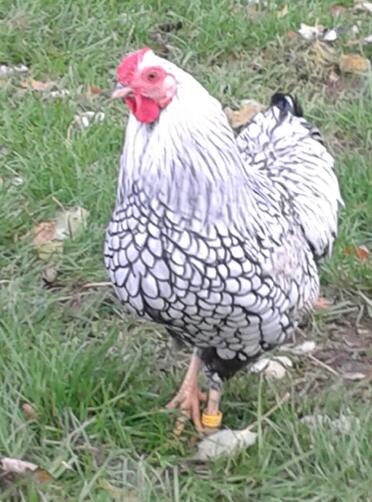 silverlaced wyndotte Cockerell