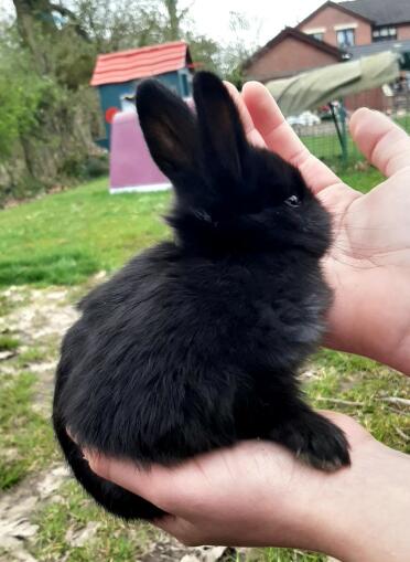 Mini lop bunnies are such sweet pets!