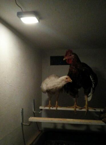 Chickens are such friendly pets!