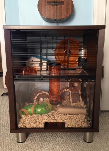 Frank loves exploring his new house :)