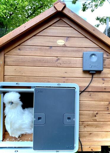 Omlet Grey Automatic Chicken Coop Door Attached to Wooden Chicken Coop