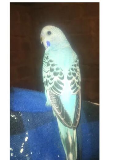 Budgies make great pets!