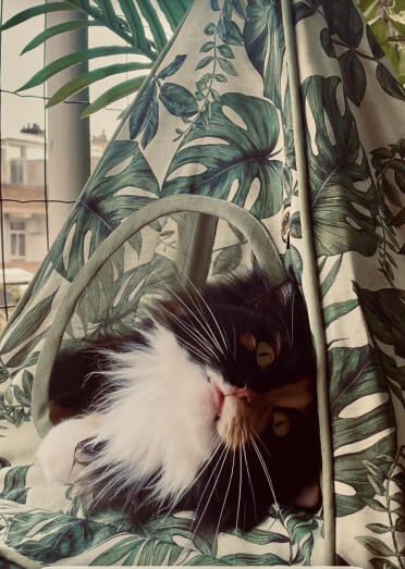 C'est en direct, heureux de tippi 