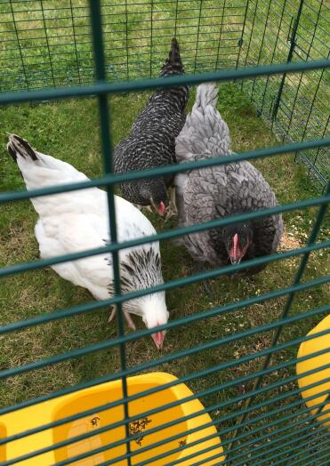 Meine 3 Hybridhennen - Light Sussex, Barred Rock & Beechwood Blue